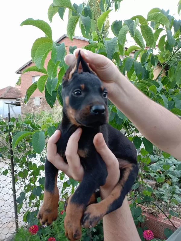 A Kalite Doberman Yavrular