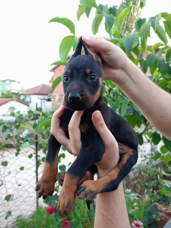 A Kalite Doberman Yavrular