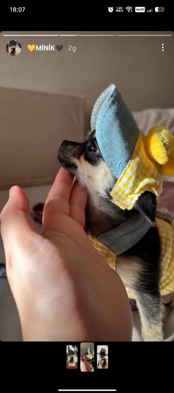 Son 1 Yavru Chihuahua