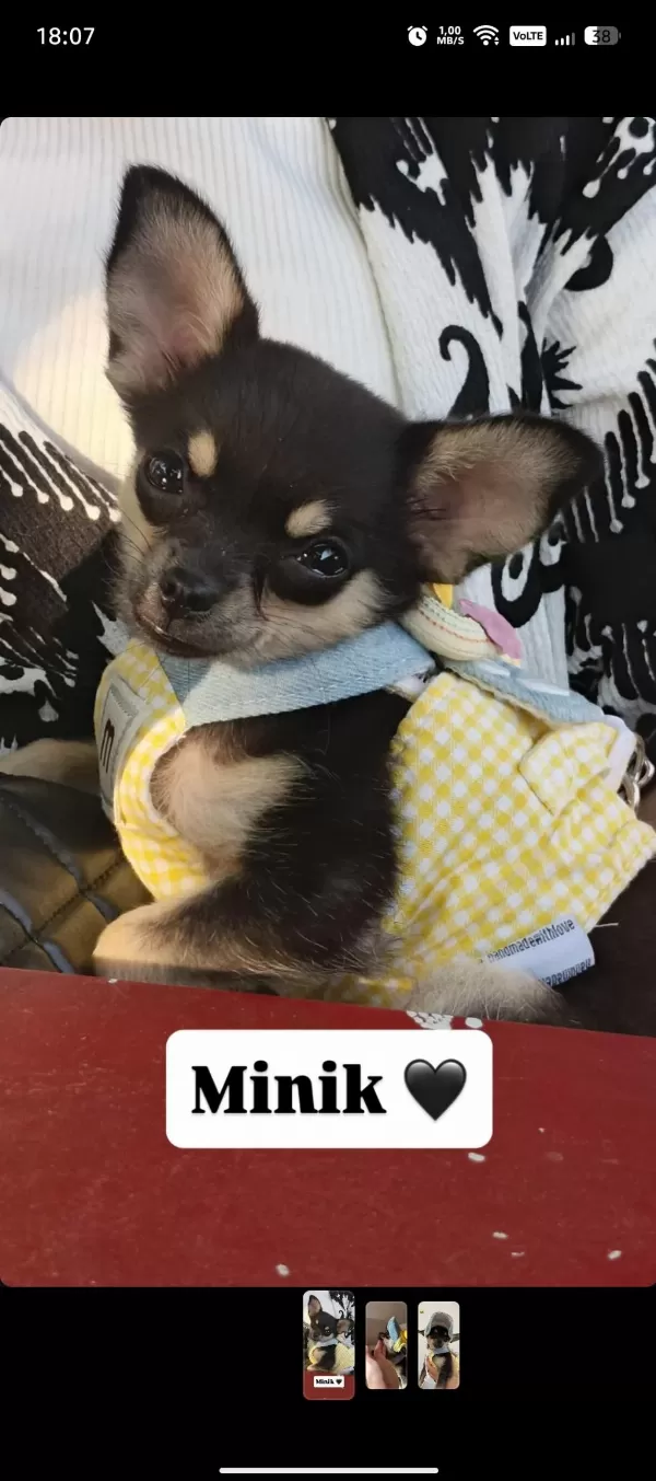 Son 1 Yavru Chihuahua