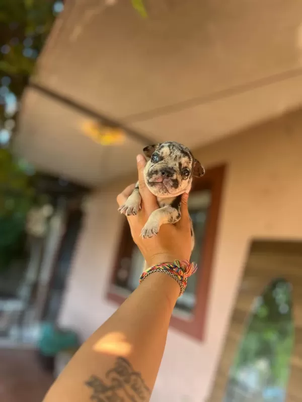 French Bulldog Mavişlerimi Görmeye Ne Dersiniz