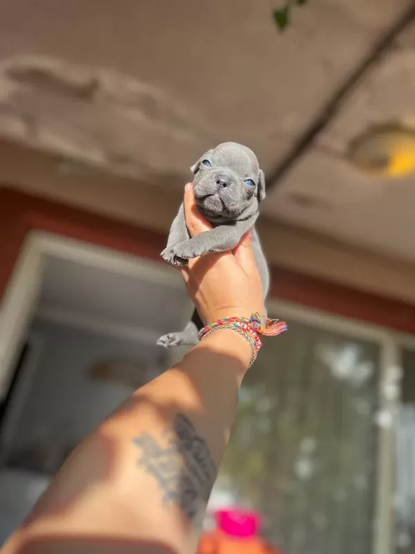 French Bulldog Mavişlerimi Görmeye Ne Dersiniz