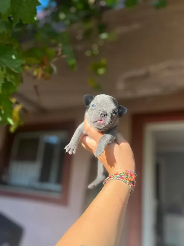 French Bulldog Mavişlerimi Görmeye Ne Dersiniz
