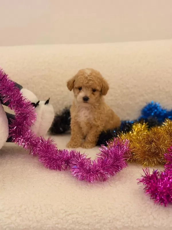 Sağlık Ve İrk Garantili Maltipoo Yavru