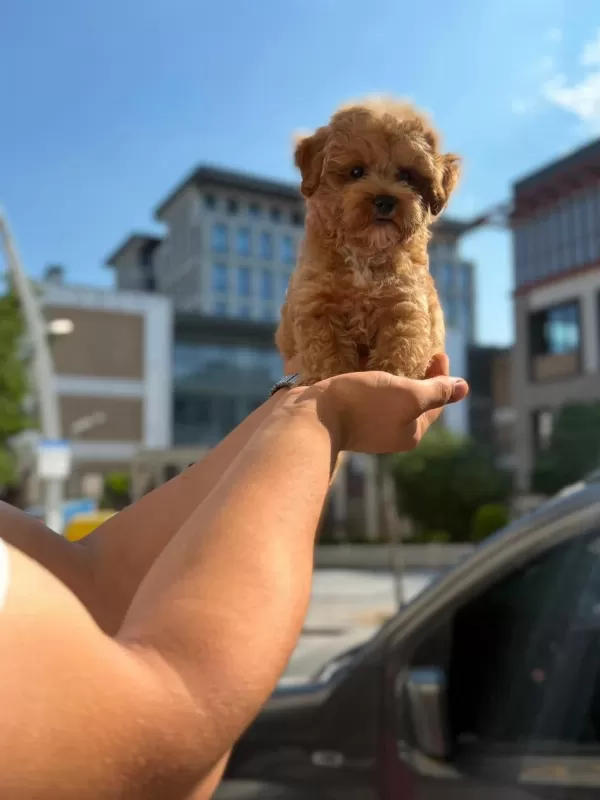Sağlık Ve İrk Garantili Maltipoo Yavru