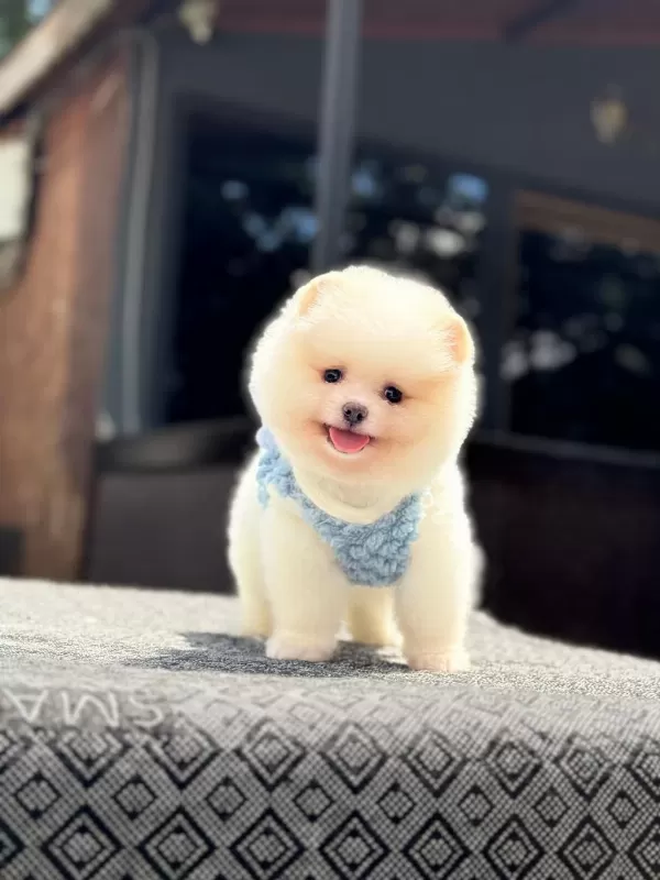 Sağlık Ve İrk Garantili Pomeranian Boo Köpeğimiz