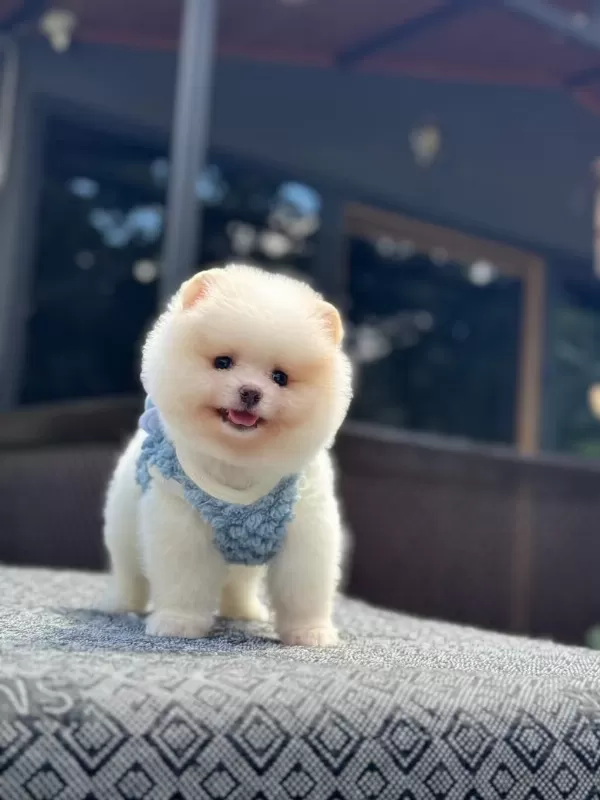 Sağlık Ve İrk Garantili Pomeranian Boo Köpeğimiz