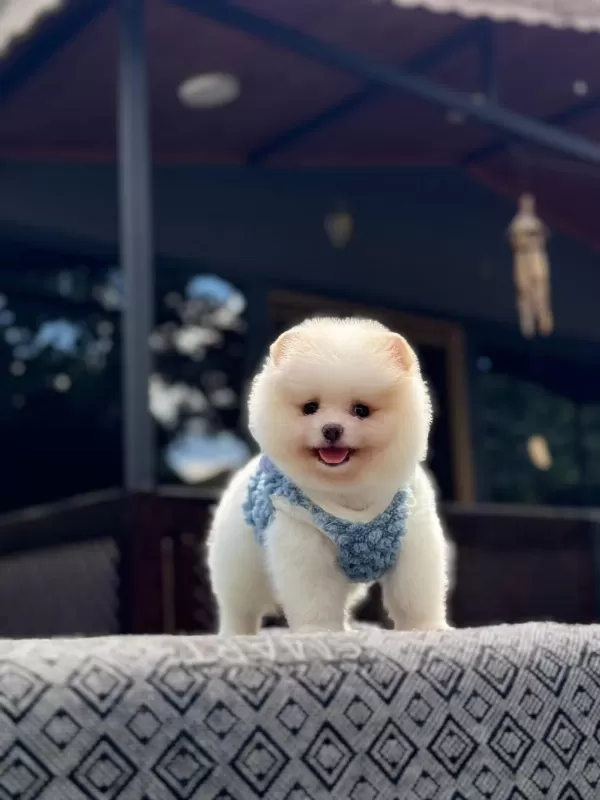 Sağlık Ve İrk Garantili Pomeranian Boo Köpeğimiz