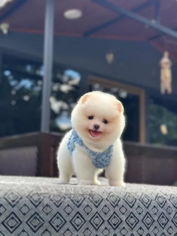 Sağlık Ve İrk Garantili Pomeranian Boo Köpeğimiz