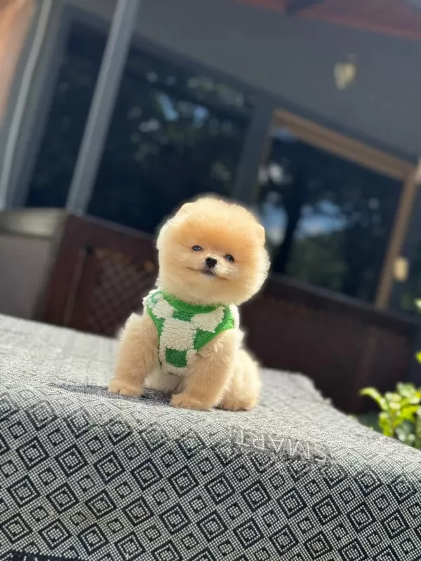 Sağlık Ve İrk Garantili Pomeranian Boo Yavru
