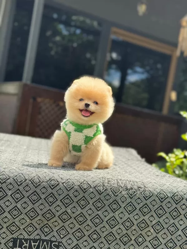 Sağlık Ve İrk Garantili Pomeranian Boo Yavru