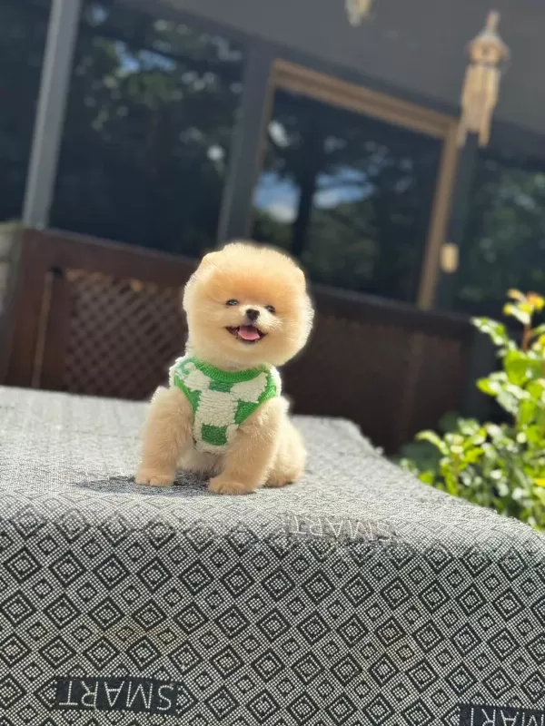 Sağlık Ve İrk Garantili Pomeranian Boo Yavru