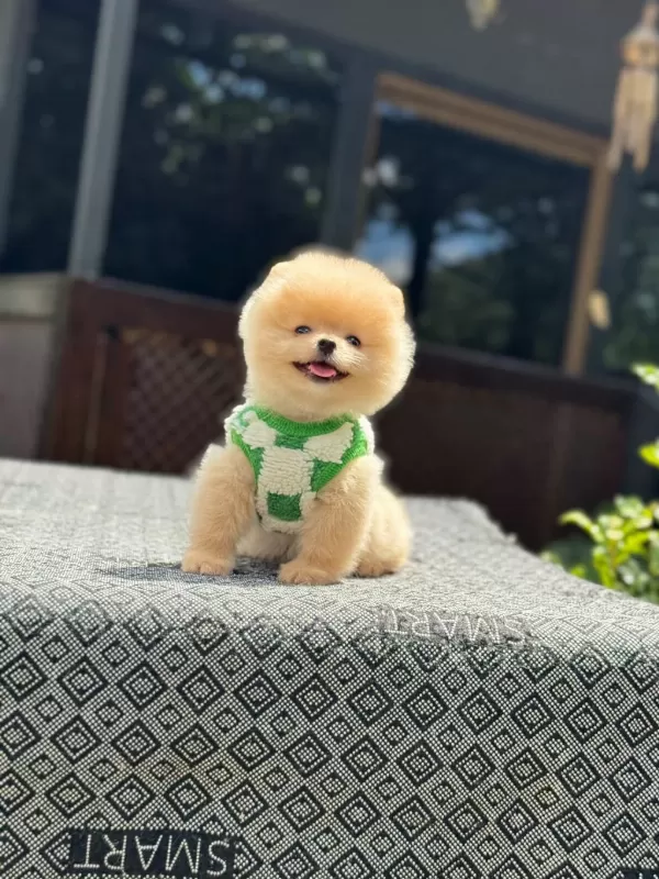 Sağlık Ve İrk Garantili Pomeranian Boo Yavru