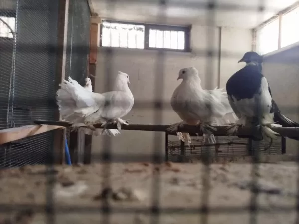 Orjinal Rakkas Takım Güvercin