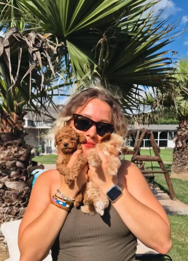 Teacup Maltipoo Bebekleri Sizleri Bekliyor