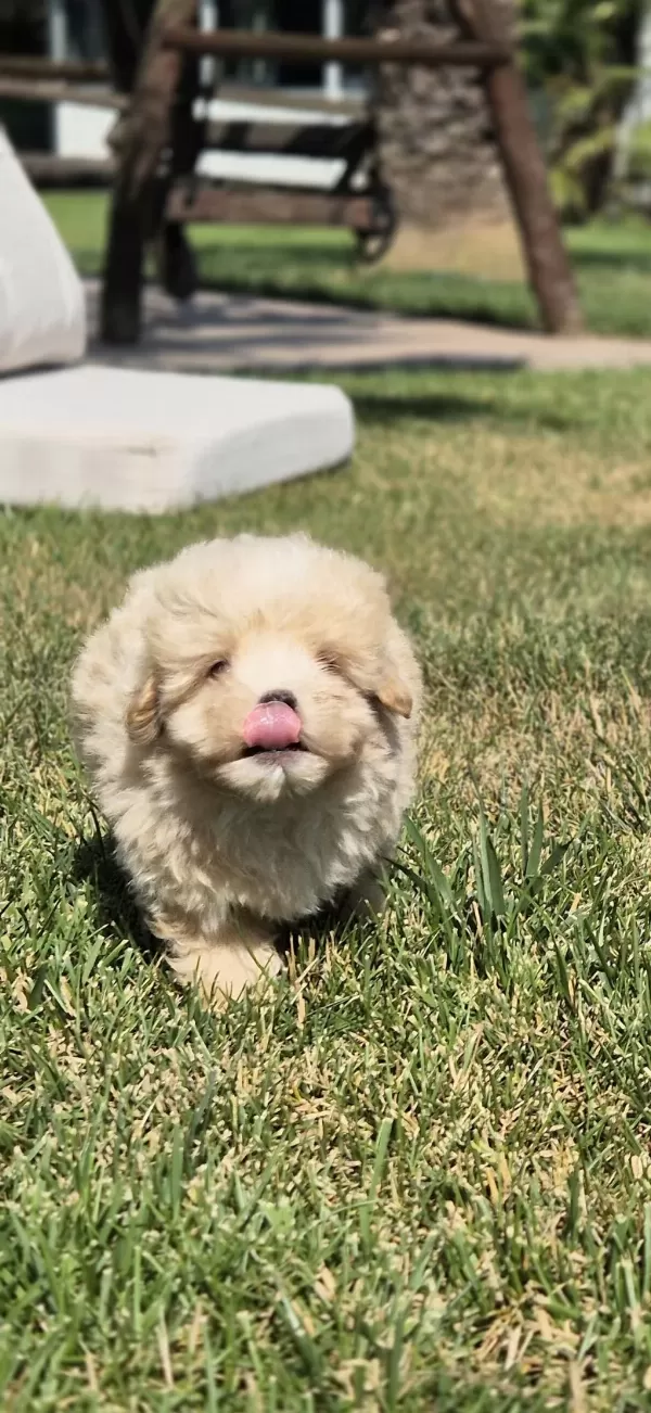 Teacup Maltipoo Bebekleri Sizleri Bekliyor