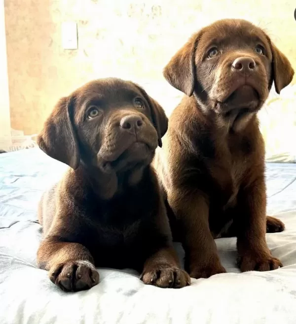 Türkiyenin En Özel Çifliğinden Labrador Yavrulari