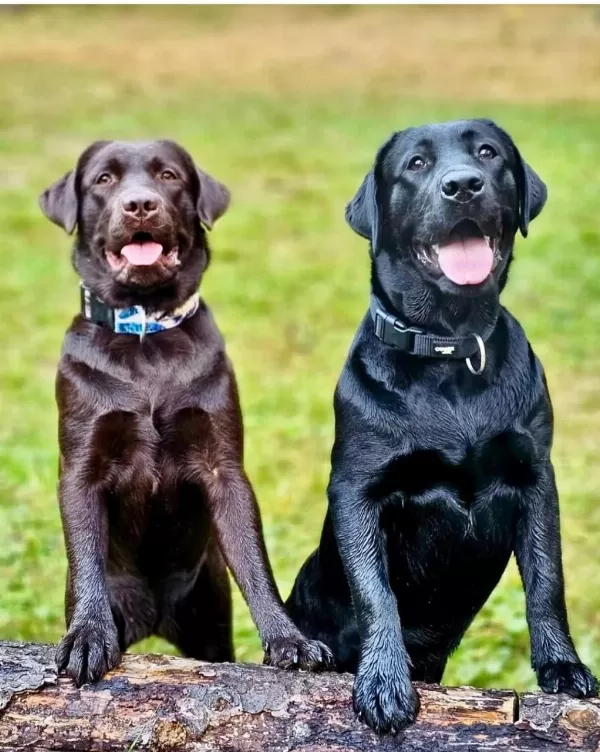 Türkiyenin En Özel Çifliğinden Labrador Yavrulari