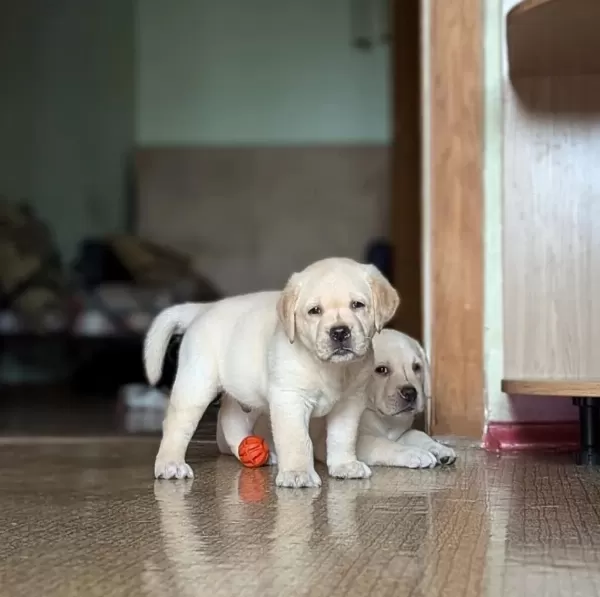 Türkiyenin En Özel Çifliğinden Labrador Yavrulari