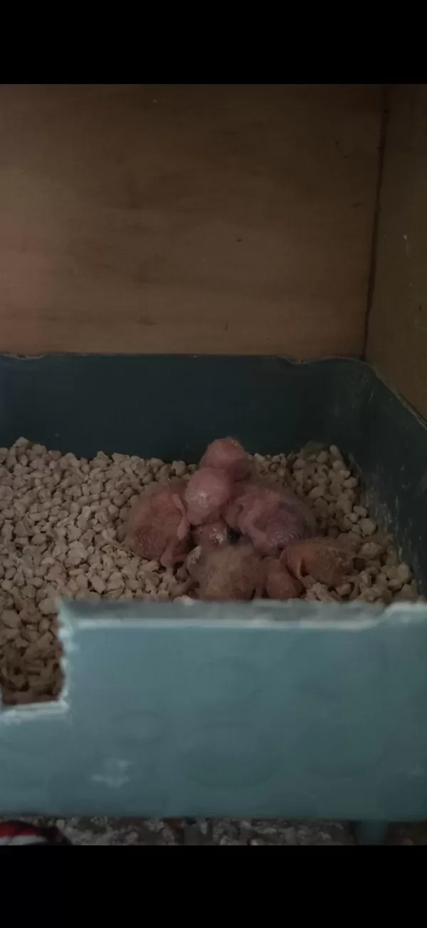 Yavru Yumurta Garanti Sevda Takım