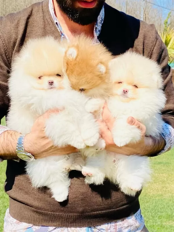 Pomeranian Boo Bebekleri