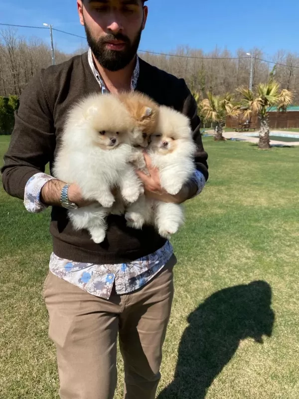 Pomeranian Boo Bebekleri
