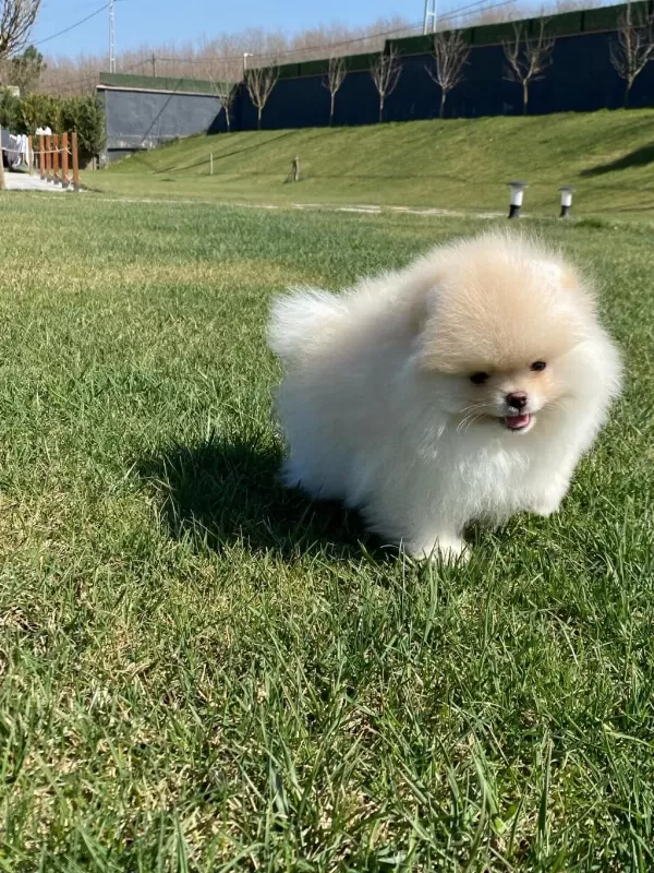 Pomeranian Boo Bebekleri