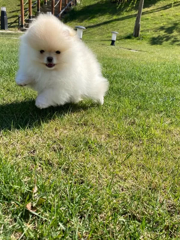 Pomeranian Boo Bebekleri