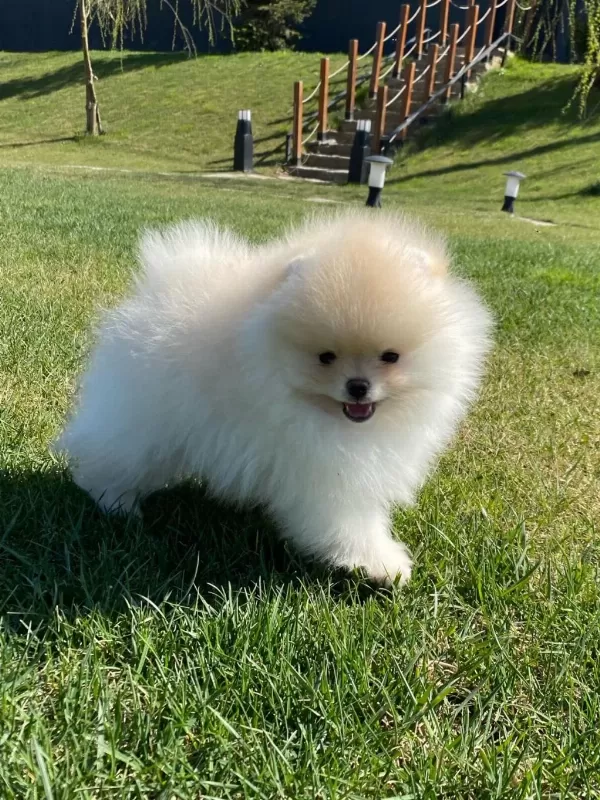 Pomeranian Boo Bebekleri
