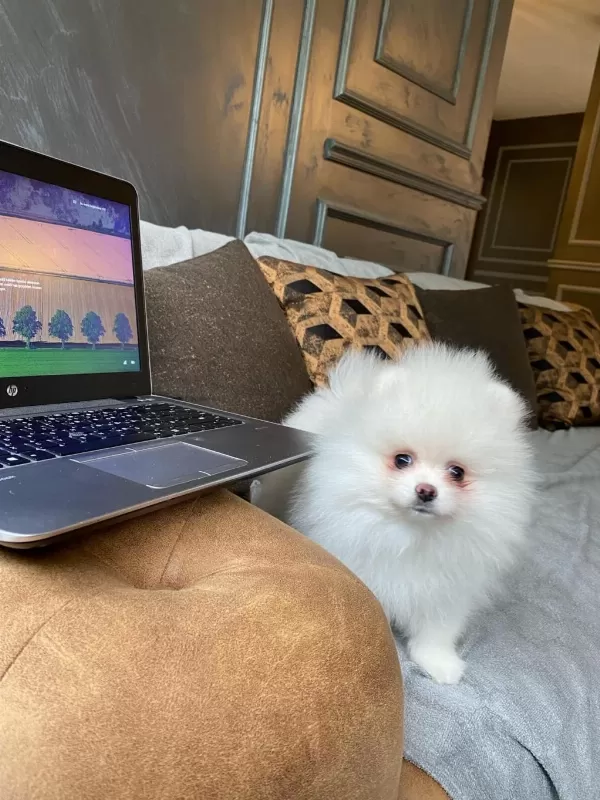 Pomeranian Boo Yavrulari