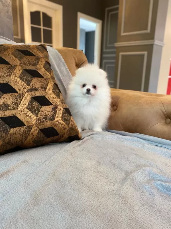 Pomeranian Boo Yavrulari
