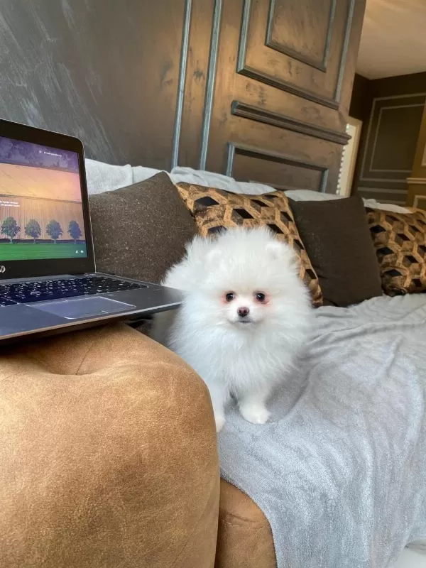 Pomeranian Boo Yavrulari