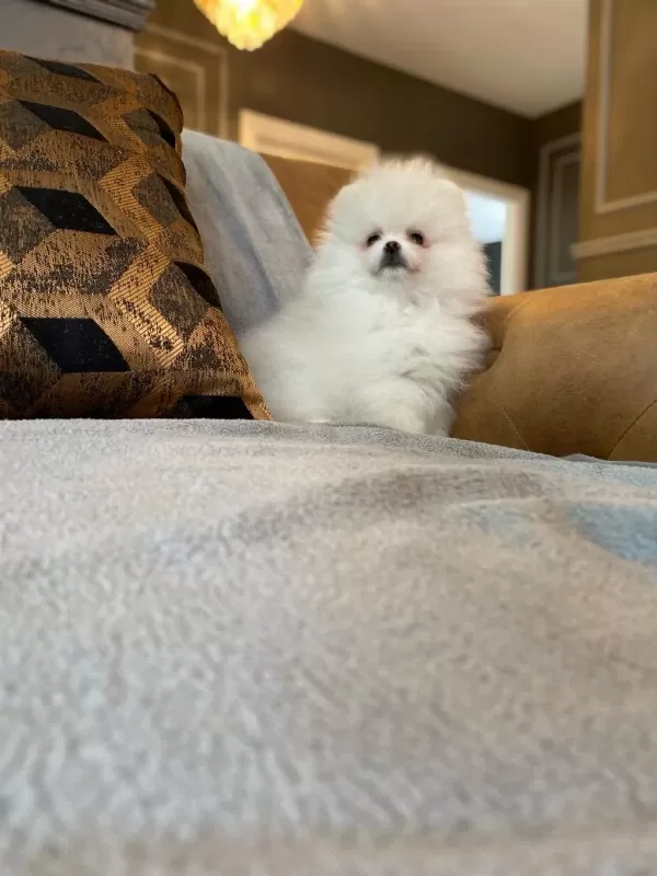 Pomeranian Boo Yavrulari