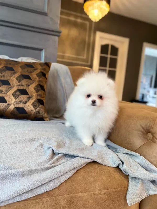Pomeranian Boo Yavrulari
