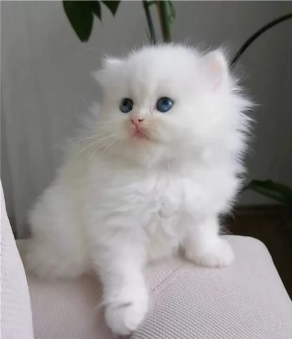 Oyuncu Harika Bebek Chinchilla