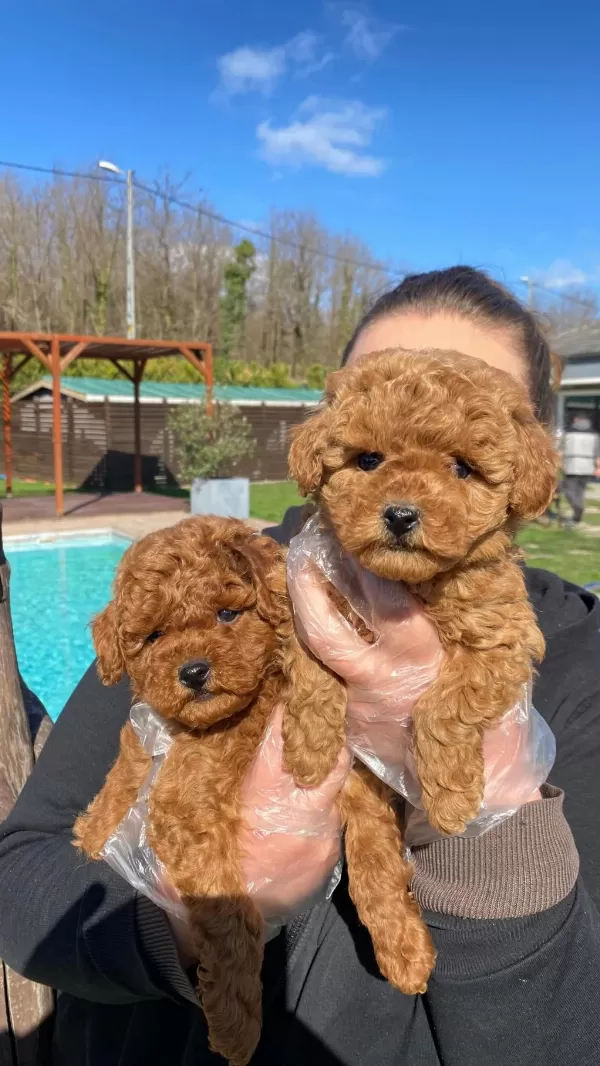 Red Brown Toy Poodle Yavruları İstanbul