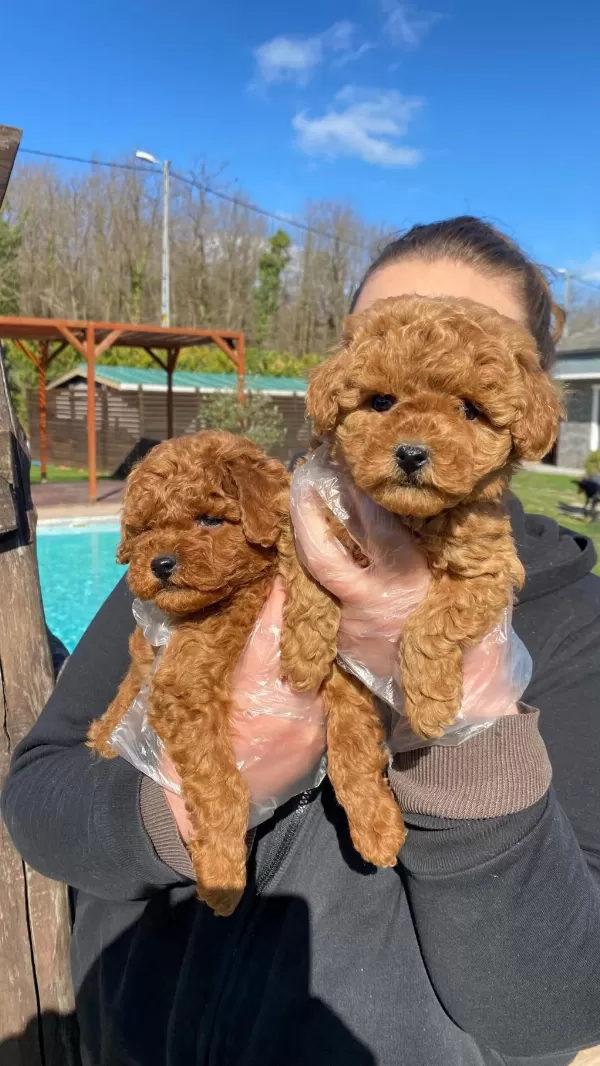 Red Brown Toy Poodle Yavruları İstanbul