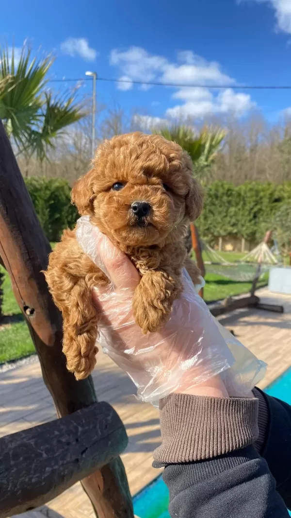 Red Brown Toy Poodle Yavruları İstanbul