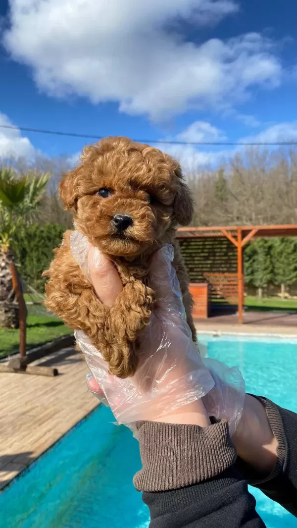 Red Brown Toy Poodle Yavruları İstanbul