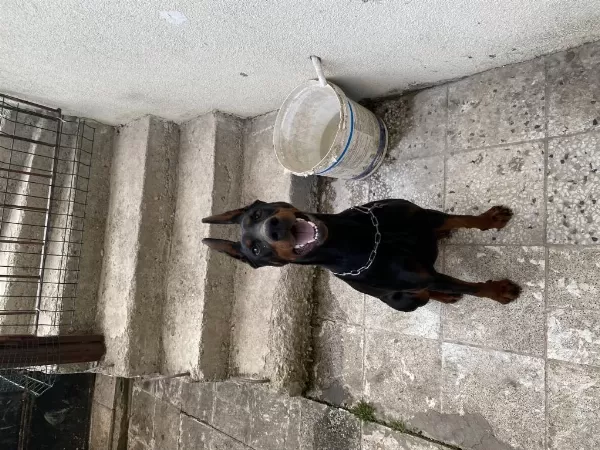 3 Yaşında Eğitimli Dişi Doberman