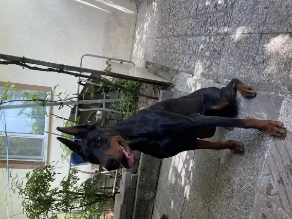 3 Yaşında Eğitimli Dişi Doberman
