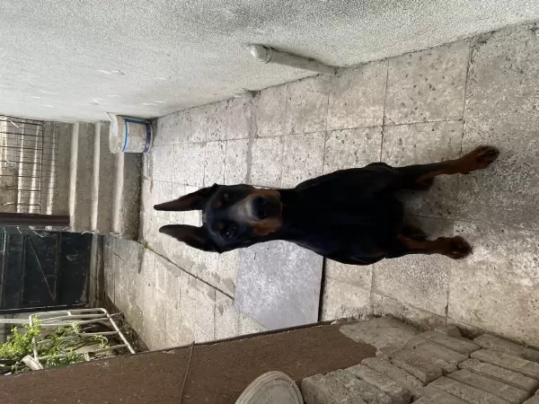 3 Yaşında Eğitimli Dişi Doberman