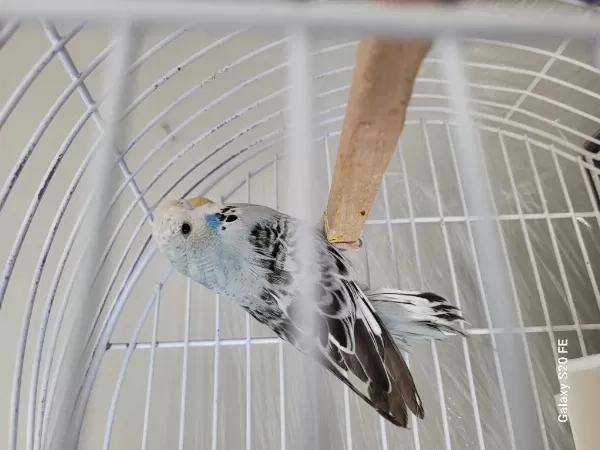 Uygun Fiyata Jumbo Muhabbet Kuşu Yavruları