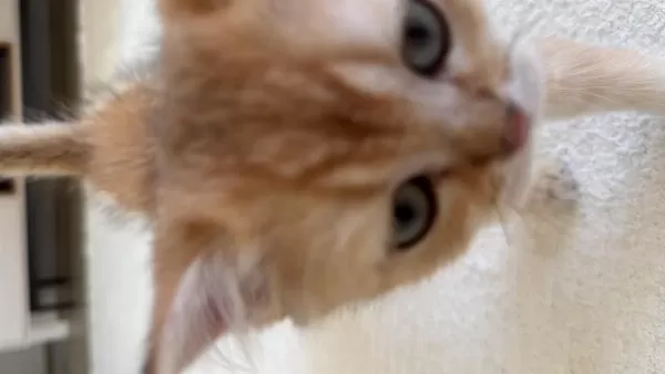 British Shorthair Golden Erkek Yavru 2,5 Aylık