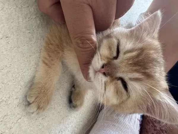 British Shorthair Golden Erkek Yavru 2,5 Aylık