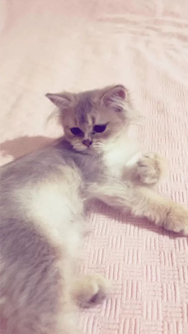 2 Buçuk Aylık British Longhair Bebek