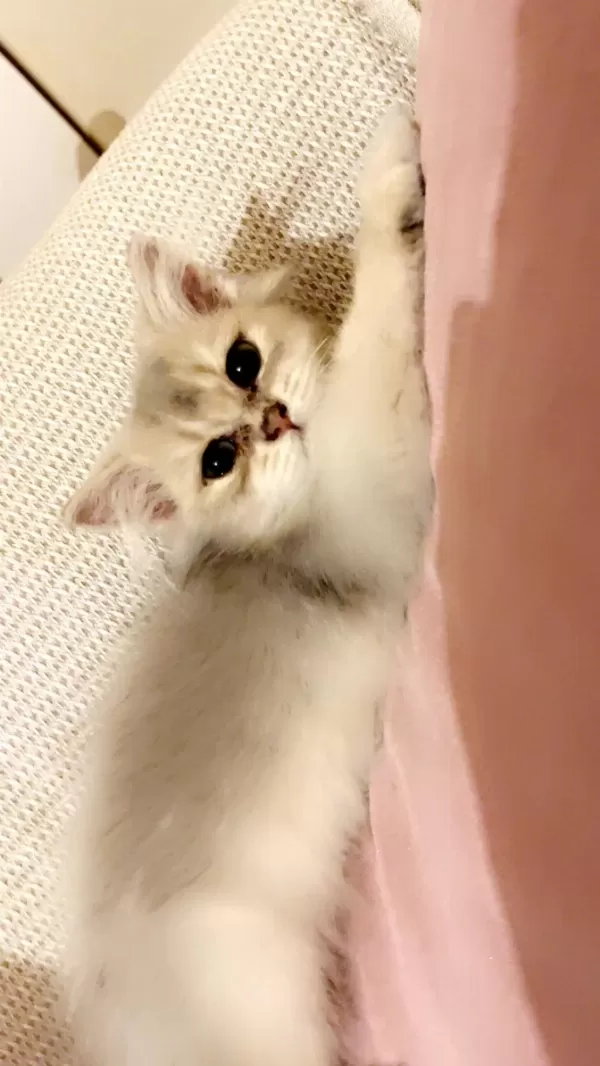 2 Buçuk Aylık British Longhair Bebek