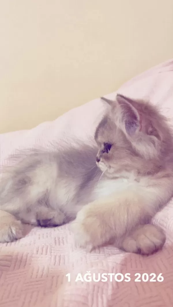 2 Buçuk Aylık British Longhair Bebek