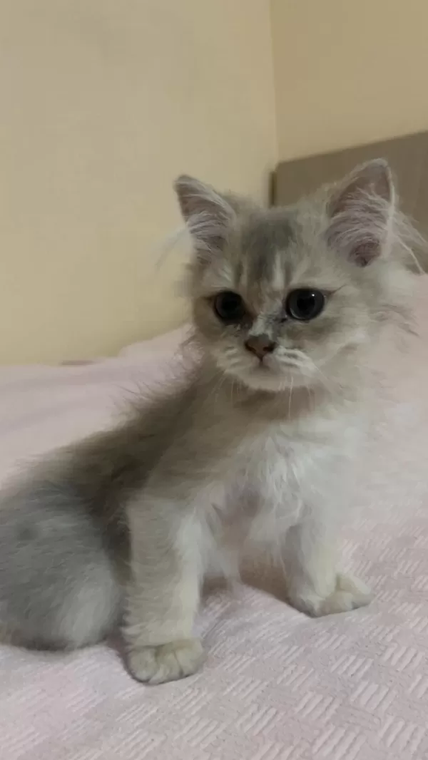 2 Buçuk Aylık British Longhair Bebek