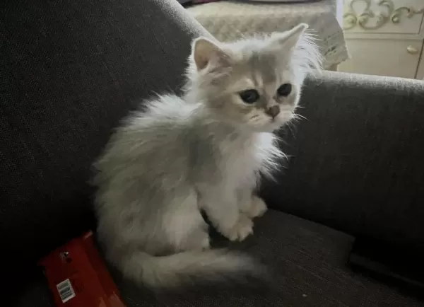 2 Buçuk Aylık British Longhair Bebek